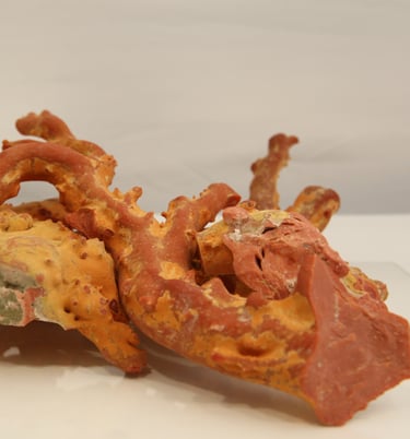 corallo rosso dell'oceano pacifico "momo" o cerasuolo