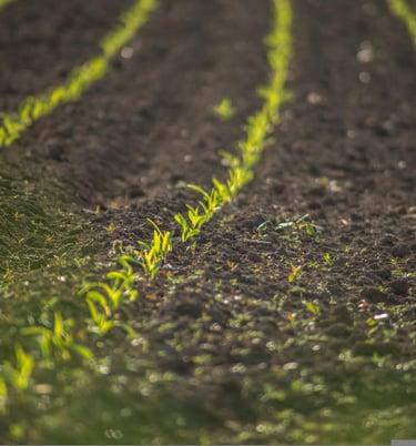 a field with a few plants growing in the middle of the field