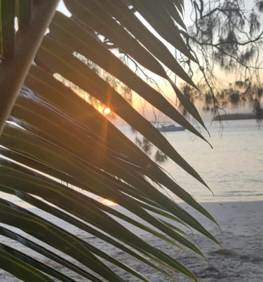 a palm tree with a boat in the background