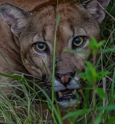 Puma in Meta project. Terra Forest