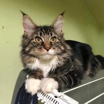 a cat maine coon sitting on top of a suitcase