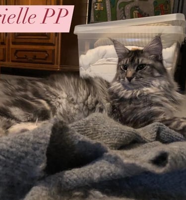 a cat maine coon laying on a blanket with a sign that says,'untietie