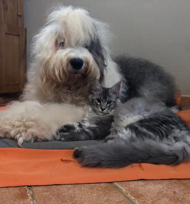 a dog bobtail  and a cat maine coon  laying on a dog bed