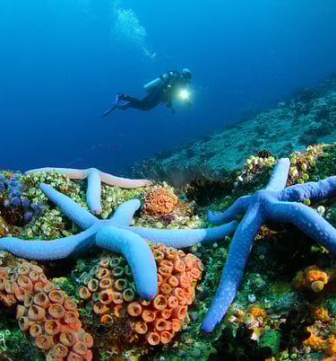 a diver in the ocean with blue starfishs