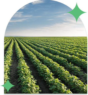 Farm, Vegetables