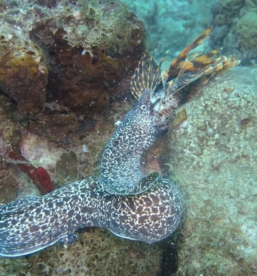 Murène se nourrissant d’un poisson-lion laissé sur le récif aux Caraïbes