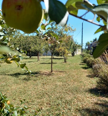 France-South-West-Gironde-Pompignac-Property for sale-garden11