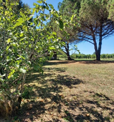 France-South-West-Gironde-Pompignac-Property for sale-garden9