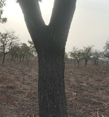 shea tree