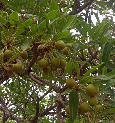 shea fruits on the shea tree