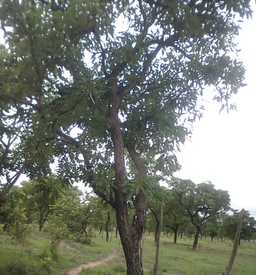 shea-butter-trees - forest