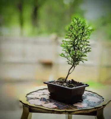 lemon cypress bonsai tree