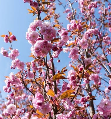 Cerisier d’ornement en fleurs au cœur du projet paysager de la Résidence Santini