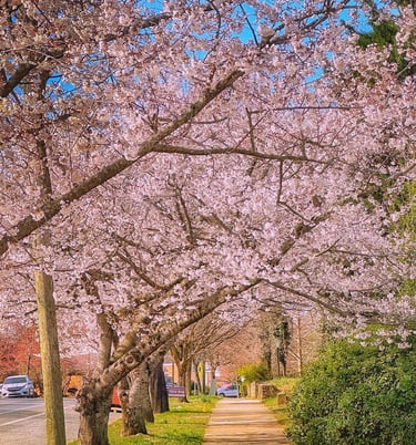 cherry blossoms rivermont avenue lynchburg va