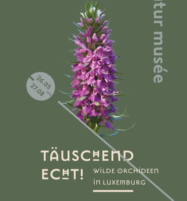 flyer von Orchideenausstellung von Sebastian Brandt am Musee National Luxemburg
