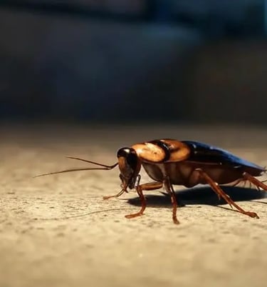 Désinsectisation cafards Bordeaux