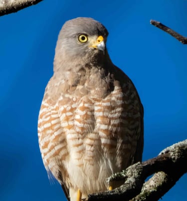 Birdwatching tours guatemala - Hawk