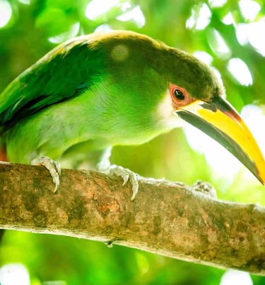 Birdwatching tours guatemala- Northern Emerald-Toucanet