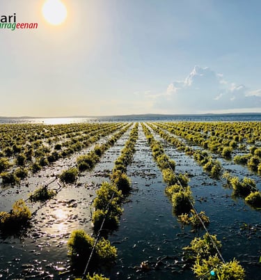Seaweed farming in alor