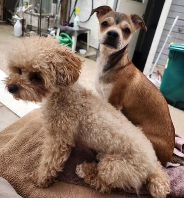 Dogs are social animals. Our dog boarding services provide a safe and fun experience for all pups.