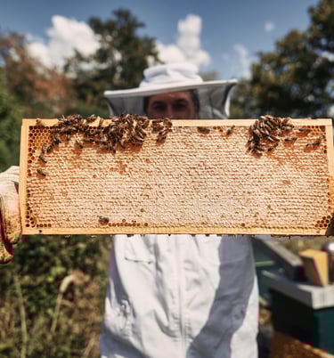 Imker Simon Tötschinger mit Honigwabe und darauf sitzenden Bienen
