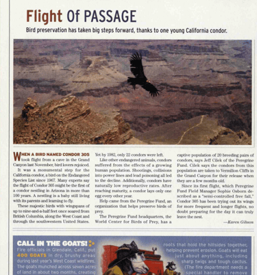 Condors Grand Canyon