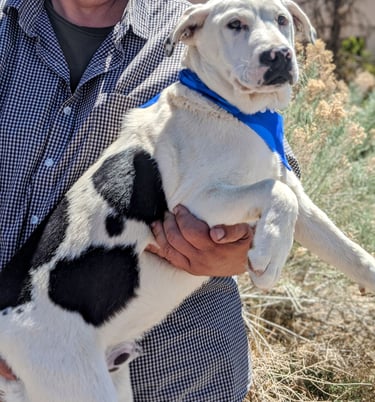 adoptable deaf dog ROLO Labrador Heeler, Rio Rancho, , New Mexico NM