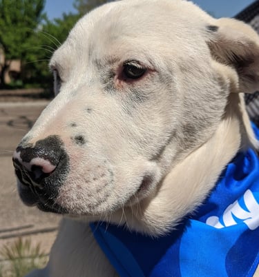 adoptable deaf dog ROLO Labrador Heeler face closeup, Rio Rancho, , New Mexico NM