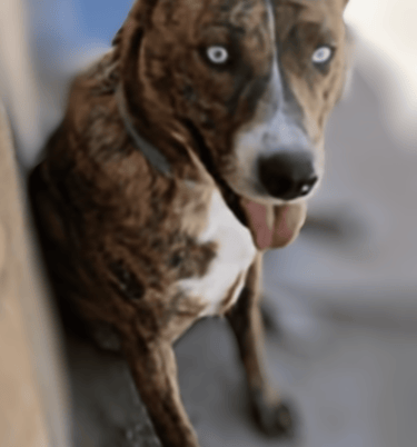 adoptable female rez dog mamma GRACIE brindle blue eyes, ABQ New Mexico NM
