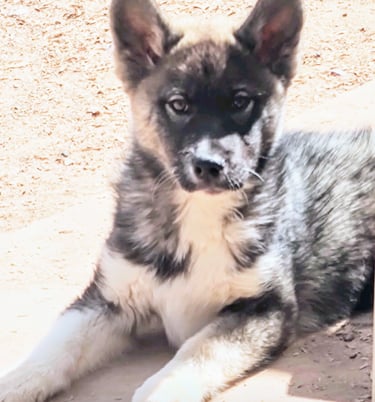 Wolfie is an adoptable special needs puppy who uses a wheelchair cart he is super smart and playful