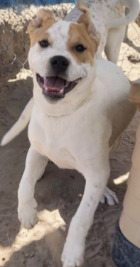adoptable male rez dog Ozzie, red heeler mix, Rio Rancho, NM New Mexico happy
