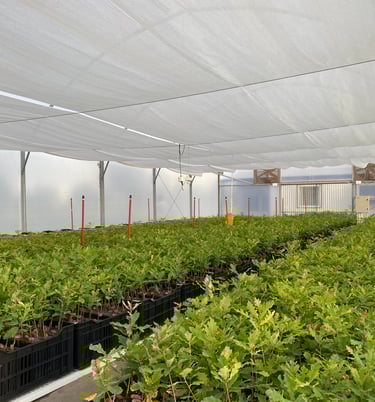 trufalab vivero plantines micorrizados tuber melanosporum