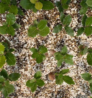 trufalab encinas germinando plantines micorrizados trufa negra