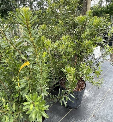 multiple deer hardy Wax Myrtles with a leafy foliage