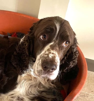 Jenna Louise counselling room with dog  in Werrington Peterborough