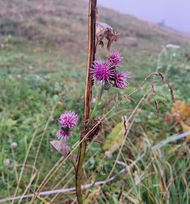 four Alpine Tistles growing in a grass landscape