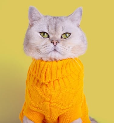 Gato blanco con suéter naranja con cuello alto, sobre un fondo amarillo