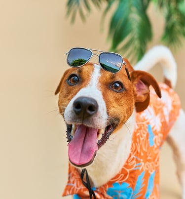 Perro con lentes y una camisa playera, con la lengua de fuera