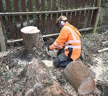 Tree surgery and pruning in County Durham by Sharp Hedges