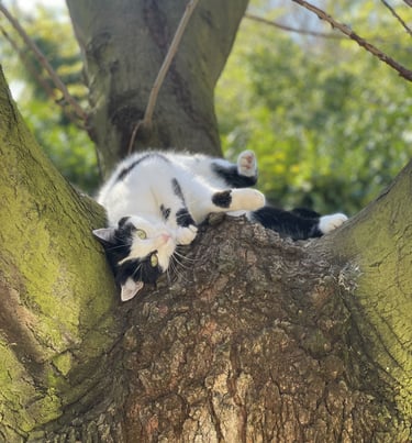 chat couché dans son arbre