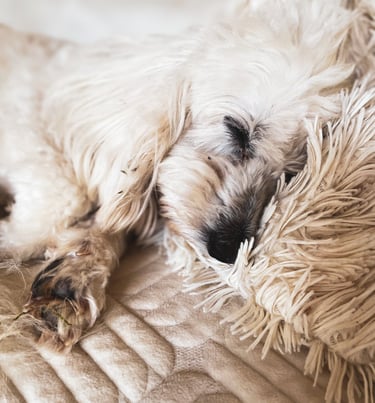 chien endormi sur sa couverture