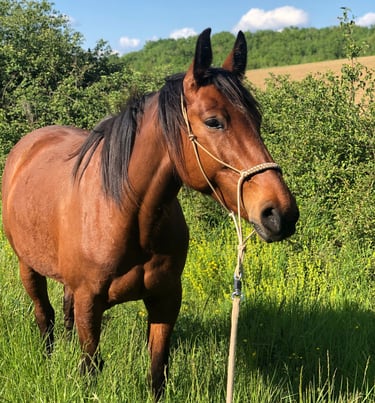 cheval dans la nature