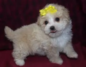 white teacup puppy