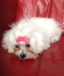 white maltipoo sleeping on a bed with pink head ribbon