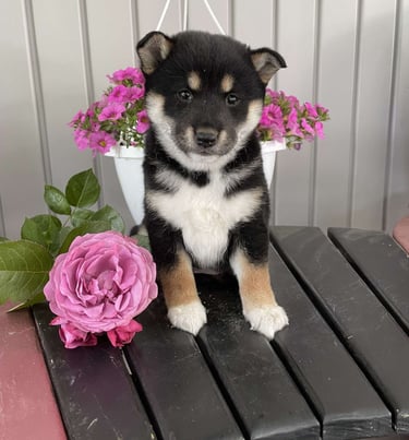 Puppies for Sale