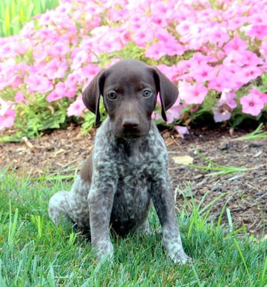 Puppies for Sale