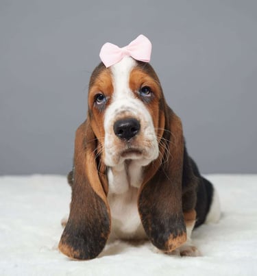 Puppies for Sale