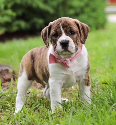 Puppies for Sale