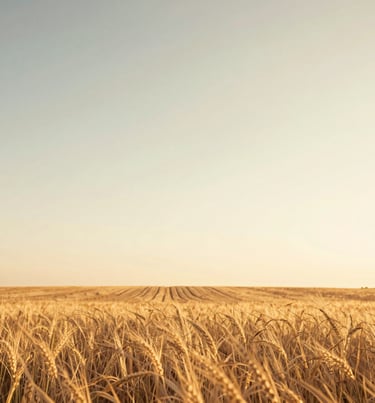 A sun-drenched wide shot of a field under a golden sky, evoking feelings of warmth and freedom. High cinematic quality with soft #F7F2EB light.