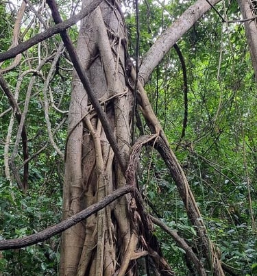 Kaya Kinondo sacred tree